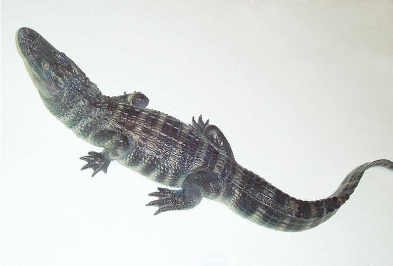 May include: A small alligator with dark gray and black scales on a white background.