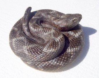 Coiled Rattlesnake Sculpture