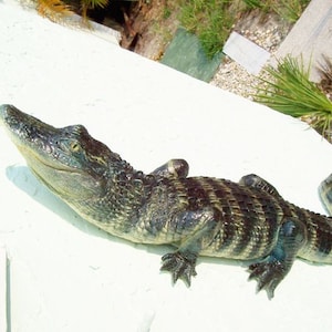 May include: A small alligator with dark green and black stripes on its back is lying on a white surface. The alligator has its mouth slightly open and its eyes are closed.