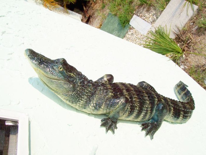 May include: A small alligator with dark green and black stripes on its back is lying on a white surface. The alligator has its mouth slightly open and its eyes are closed.