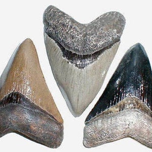 May include: Three fossilized shark teeth, one is a light brown color, one is a dark gray color, and one is a light gray color.