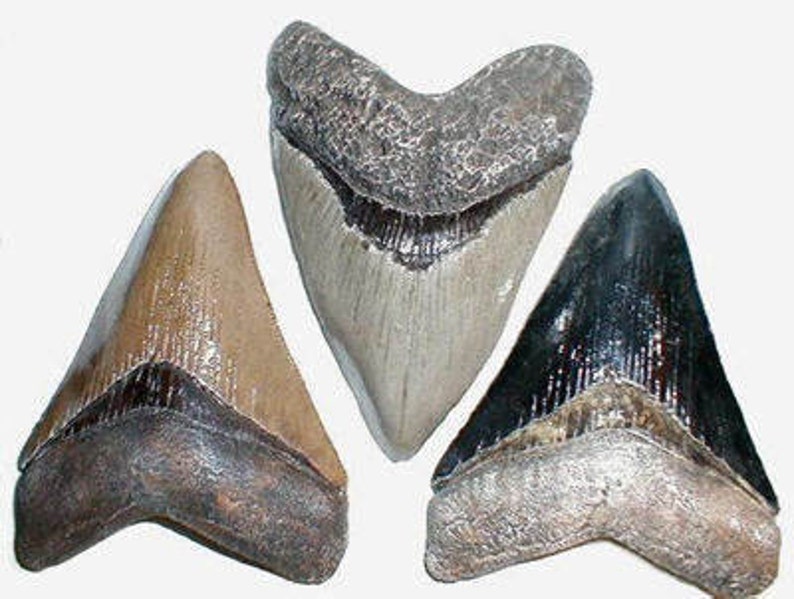 May include: Three fossilized shark teeth, one is a light brown color, one is a dark gray color, and one is a light gray color.