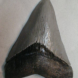 May include: A large, fossilized shark tooth with a gray enamel surface and a dark brown root. The tooth is triangular in shape with a serrated edge.