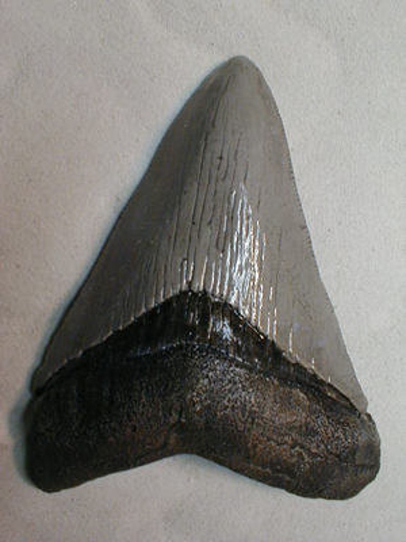 May include: A large, fossilized shark tooth with a gray enamel surface and a dark brown root. The tooth is triangular in shape with a serrated edge.