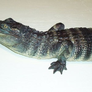 American Alligator 3-4ft: Alligator mississippiensis 16 x 5 x 39 in Statue image 3