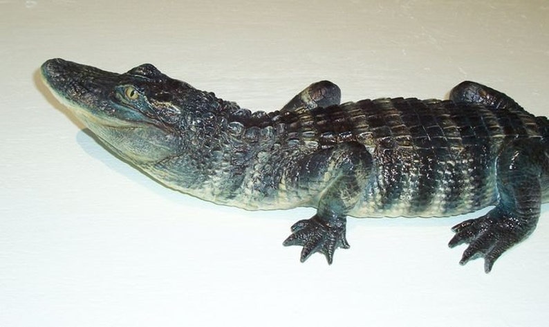 American Alligator 3-4ft: Alligator mississippiensis 16 x 5 x 39 in Statue image 3