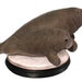 see more listings in the Sealife section