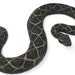 see more listings in the Reptiles section