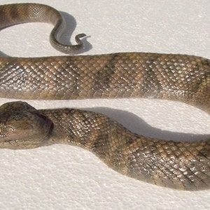 Water Moccasin or Cottonmouth Snake Sculpture, 3 feet