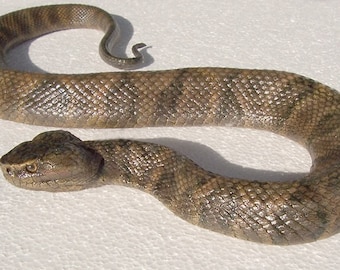 Water Moccasin or Cottonmouth Snake Sculpture, 3 feet