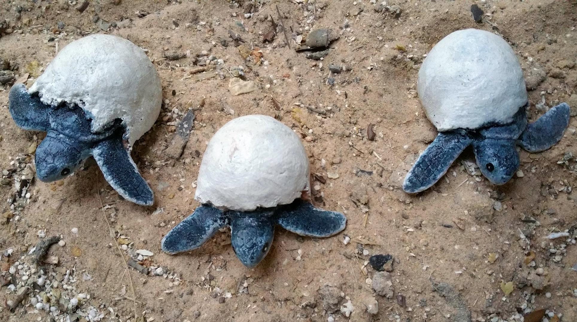 turtle-eggs-hatching