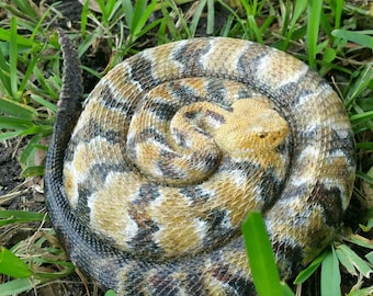 Canebrake Rattlesnake Sculpture, 37 inch coiled