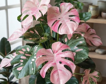 Monstera Pink Rare Variegated Rooted Plant Live Tropical Aroid Houseplant
