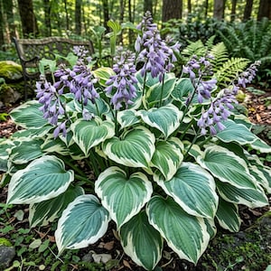 May include: A hosta plant featuring broad, heart-shaped leaves with dark green centres and wide, creamy white margins. Several tall, slender stalks rise from the centre, topped with clusters of tubular, light purple flowers in full bloom.