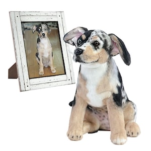 Pode incluir: Um brinquedo de pelúcia em forma de cachorro com uma pelagem manchada em preto, branco e bege está sentado ao lado de uma fotografia emoldurada de um cachorro semelhante. A moldura branca tem um acabamento desgastado. O brinquedo tem orelhas caídas.