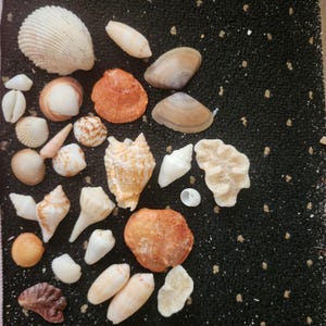 Assortied shells Hawk Wing  Lightning Whelk Conch shell Olive shell White small coral