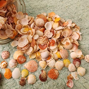 May include: A collection of seashells in various shapes, sizes, and colors, including white, orange, yellow, and brown. The shells are scattered on a light green surface, with some spilling from a clear glass jar. The shells have a natural, textured appearance.