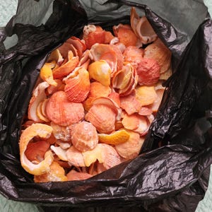 Op de afbeelding: Een zwarte plastic zak gevuld met een verscheidenheid aan schelpen. De schelpen zijn voornamelijk oranje en perzik van kleur, sommige hebben een geribbelde textuur. De zak is open en onthult de inhoud.
