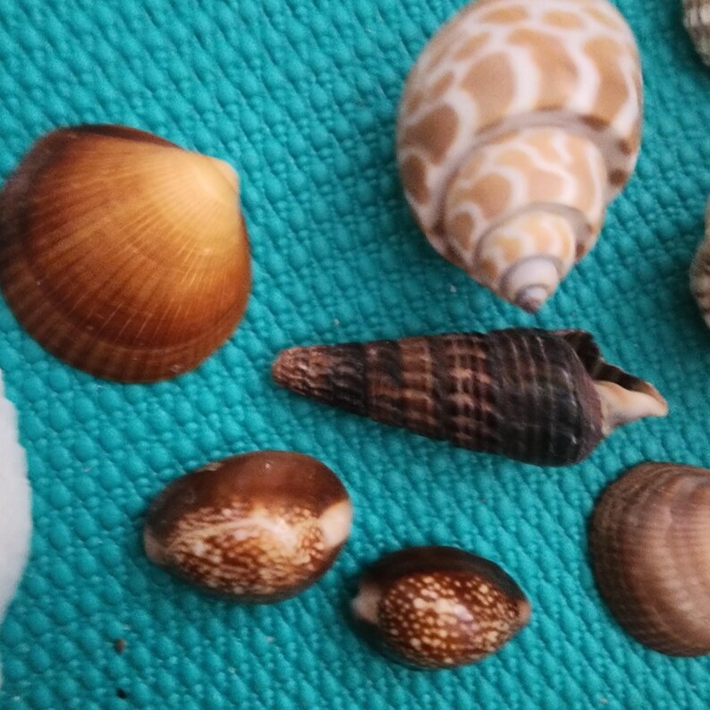 Shells.assorted Colorful Shells . Coastal Home Decor.conus Cone , Conch ...