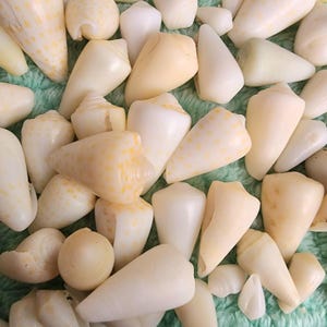 Pode incluir: Uma coleção de conchas marinhas em tons de branco, creme e amarelo pálido. Algumas conchas apresentam padrões salpicados. As conchas estão espalhadas sobre uma superfície texturizada verde claro. A imagem mostra uma variedade de formas e tamanhos.