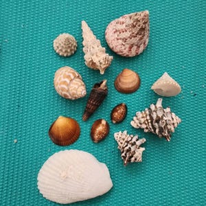 Shells.Assorted colorful shells . Coastal Home Decor.Conus  Cone ,  Conch,  Cowrie shell. You will get 12 MORE FREE SHELLS as well.