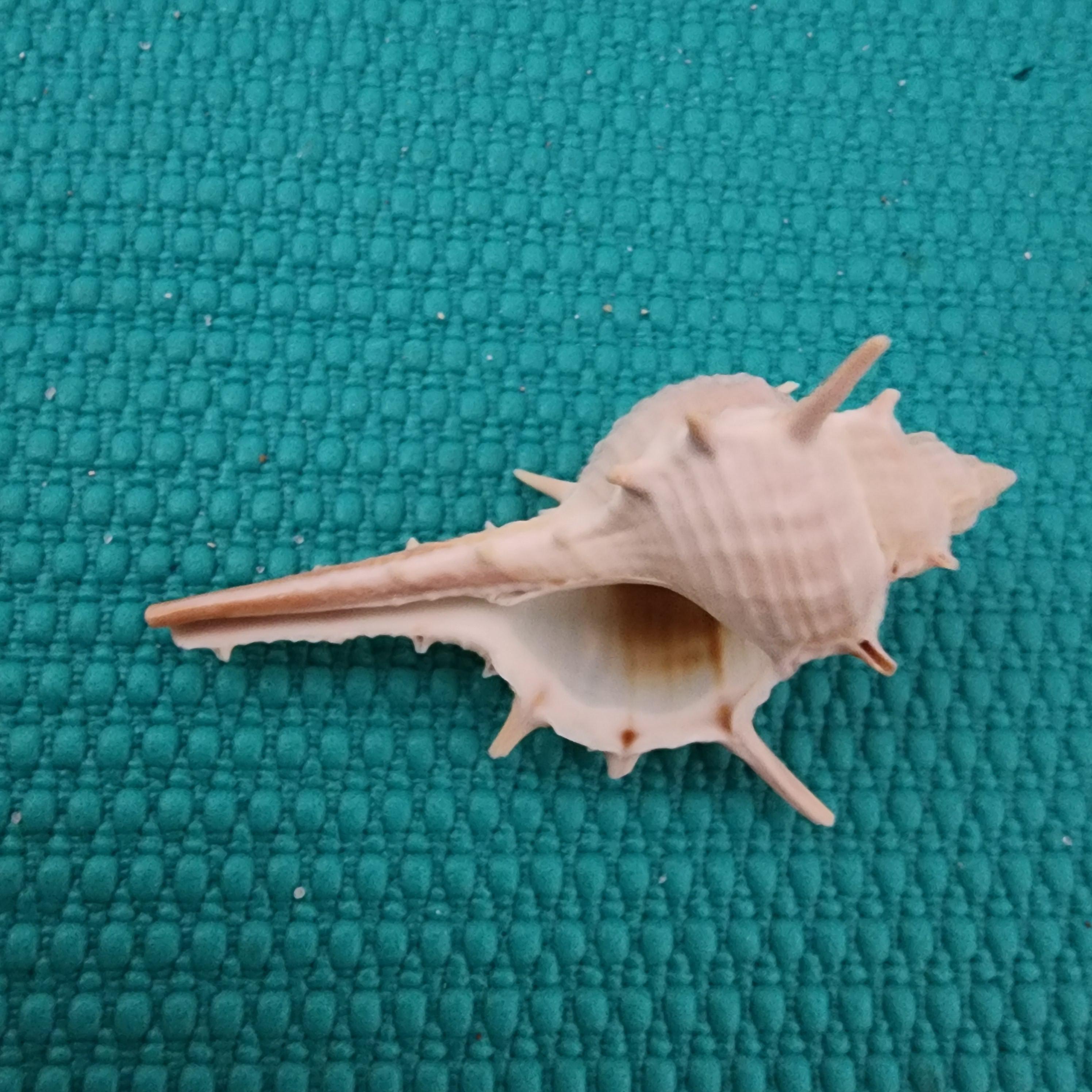 RARE Albino White Spiked Murex Coastal Decor. DIY Natural Shells - Etsy