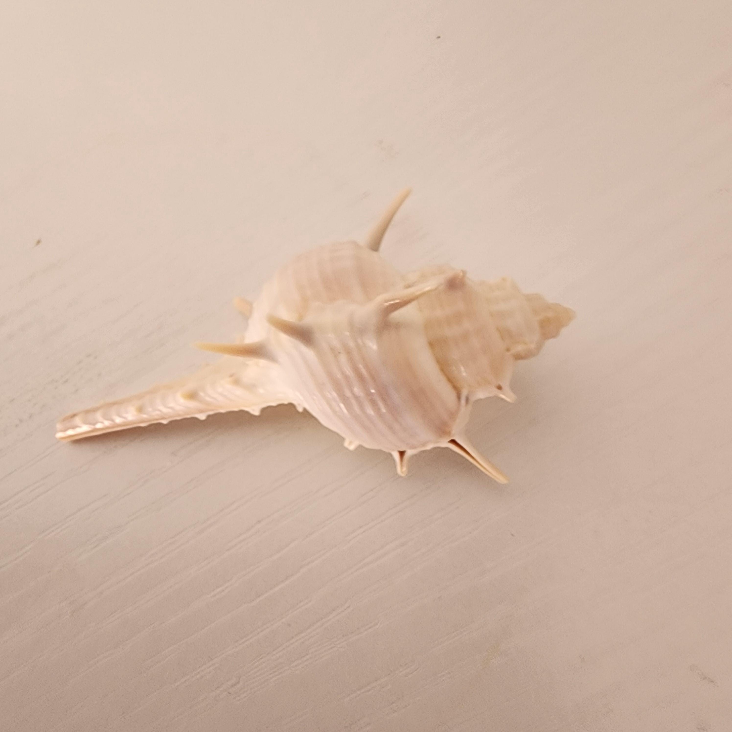 RARE Albino White Spiked Murex Coastal Decor. DIY Natural Shells - Etsy