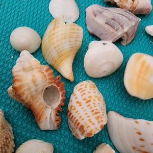 May include: A selection of seashells in white, beige, and brown hues, arranged on a turquoise textured background. The shells display diverse sizes and forms, highlighting natural textures and patterns. Some shells are spiral-shaped, while others are more rounded.