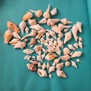 Könnte beinhalten: Eine Ansammlung verschiedener Muscheln in Beige-, Hellbraun- und Brauntönen, die auf einer türkisfarbenen Oberfläche verstreut sind. Die Muscheln variieren in Größe und Form, darunter Kegel-, Spiral- und konische Formen.