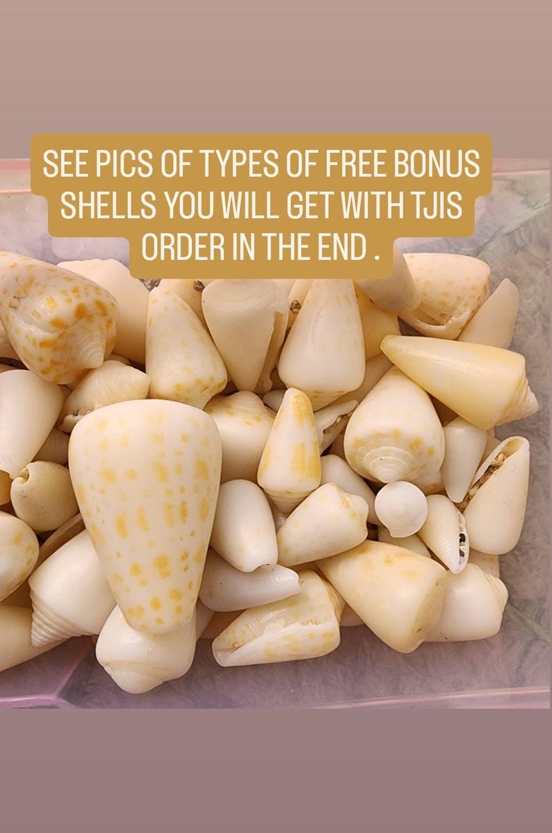 10 Alphabet Cone Shells (0.5-1.5 Nches) HANDPICKED + 19 FREE Shells of ...