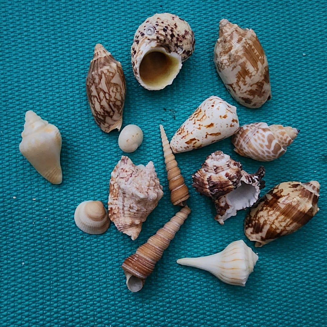 Natural Shell Colours Natural Shells VARIOUS COLORFUL SHELLS Coastal Home Decor. Murex , Cone ...