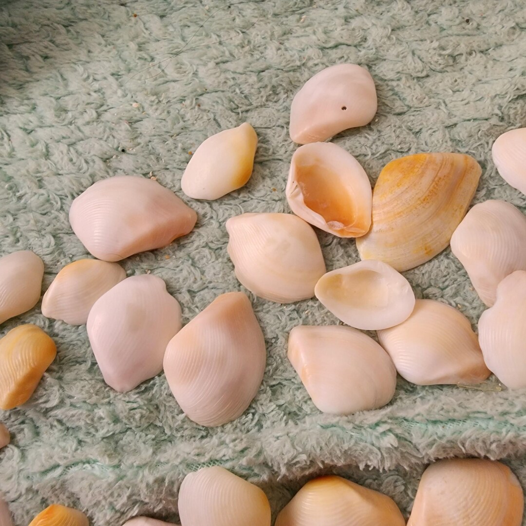 White With Pale Pink and Slight Peachy Color Shells for Coastal Decor ...