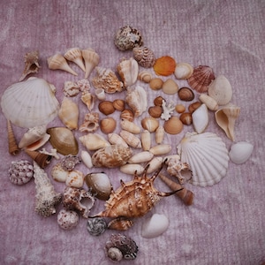 May include: A collection of various seashells in shades of white, tan, brown, and orange, arranged on a pink surface. The assortment includes conch shells, spiral shells, and other unique shapes and sizes, perfect for beach-themed decor.