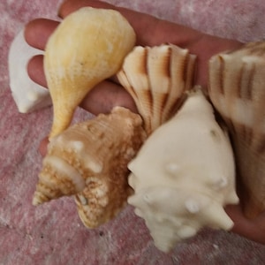 Può includere: Una collezione di varie conchiglie nei toni del bianco, beige e crema. Le conchiglie variano per forma e dimensione, alcune presentano motivi a spirale e superfici strutturate. Le conchiglie sono tenute in una mano, mostrando la loro bellezza naturale.
