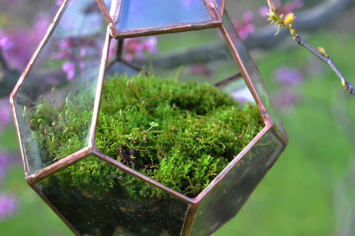 Teardrop Terrarium Glass Terrarium With a Hinged Door Etsy