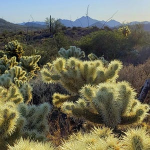 Ours en peluche Cholla Cactus Patch, photographie de paysage du désert de l'Arizona, art mural sud-ouest