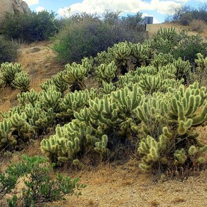 May include: A scenic view of a desert landscape featuring numerous green cacti with light-colored spines. The cacti are clustered on a hillside with dry, tan-colored vegetation and a dirt path. A large rock formation is visible in the background.
