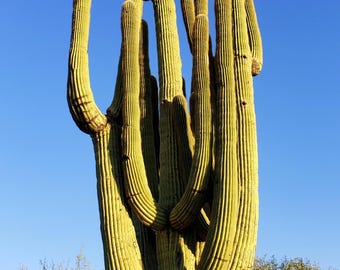 Tramonto con saguari, fotografia del deserto dell'Arizona, arte murale del sud-ovest, Cave Creek, AZ