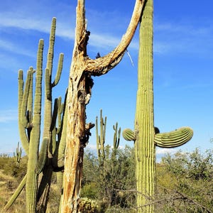 Saguaro Cactus Skeleton - Etsy