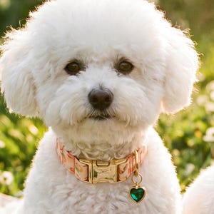 Può includere: Un soffice cane Bichon Frise bianco con un collare floreale, fibbia dorata e un ciondolo a forma di cuore verde. Il cane è in un'area erbosa.