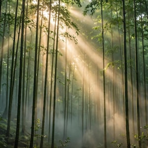 May include: A dense bamboo forest with tall, slender green stalks reaching upward. Sunlight filters through the canopy in bright, hazy beams, illuminating the misty forest floor. The text reads: Health is the greatest gift; contentment, the greatest wealth. - Buddha
