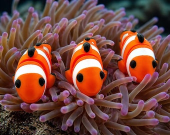 Flexi Clownfisch 3D Druck – beweglicher Fisch, Fidget Toy, niedliche Meerestier Figur, Geschenkidee, Desk Toy, Clownfish