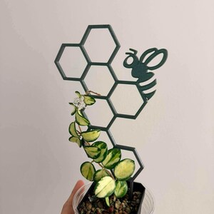 May include: A dark green metal plant trellis in a honeycomb design with a bee accent. The trellis supports a small potted plant with green and yellow leaves. The plant is in a clear plastic pot.