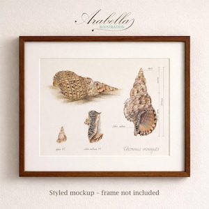 May include: A framed print featuring detailed watercolor illustrations of various seashells. The artwork includes scientific labels and measurements, showcasing the intricate textures and forms of the shells. The frame is a dark brown color, and the print is labeled "Arabella Illustration."