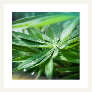 May include: A close-up shot of a green plant with water droplets on its leaves. The leaves are arranged in a radial pattern, with a soft focus and a gradient of green to blue. The image captures the natural beauty of the plant.
