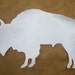sacred white buffalo