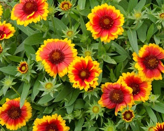 Indian Blanket Flower x 25 seeds | natural dyeing