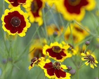 Coreopsis para tintoreros x 200 semillas / tinte natural
