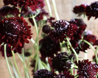 Scabiosa Caballero Negro x 25 semillas / planta tintórea natural