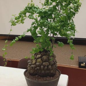 Könnte beinhalten: Eine Topfpflanze mit einzigartigem Aussehen. Die Basis ist eine große, strukturierte, braune, knollenförmige Struktur, gekrönt von leuchtend grünen Blättern und Ranken. Die Pflanze steht in einem dunkelbraunen Topf auf einer weißen Oberfläche. Höhe ca. 30 cm.